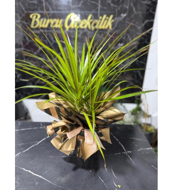 MARGİNATA FICUS BODUR